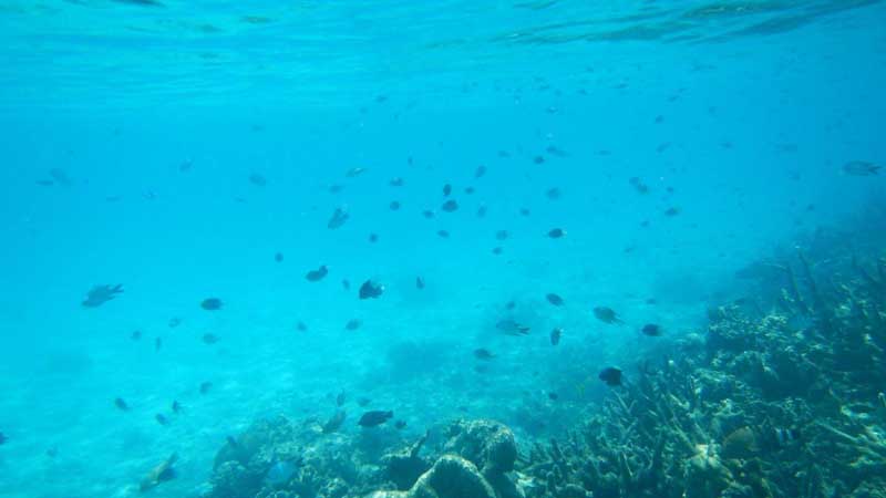 Join Palm Cove Watersports for an incredible kayaking wildlife tour!